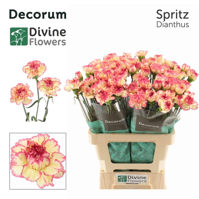 <h4>Dianthus ST 'Spritz'</h4>
