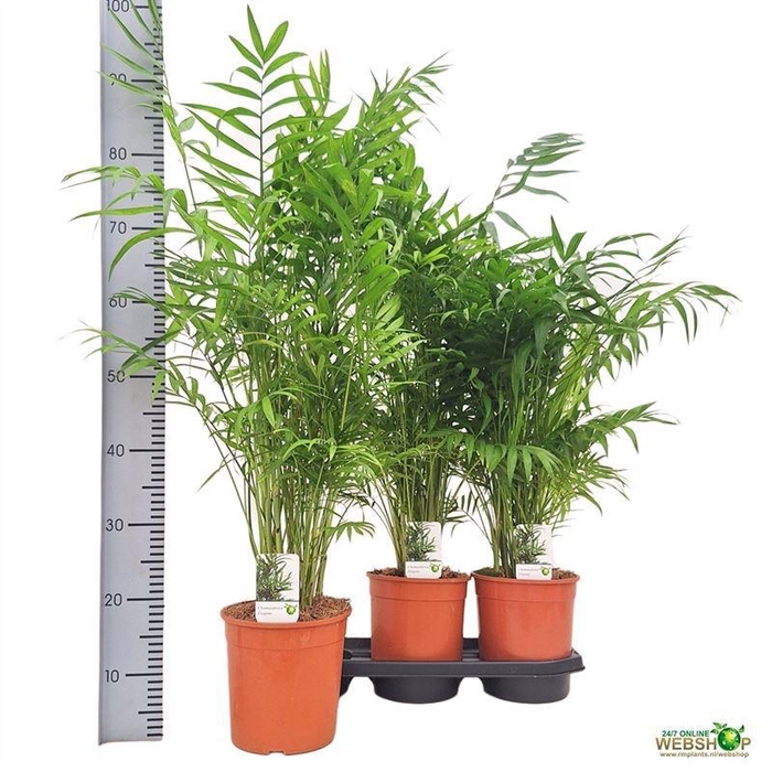 <h4>CHAMAED ELEGANS</h4>