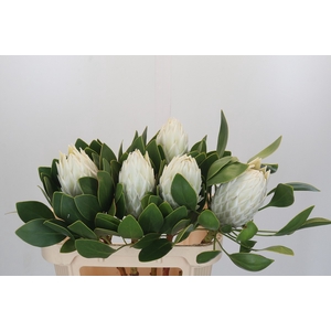 Protea Cyn. Ayoba Arctic Ice