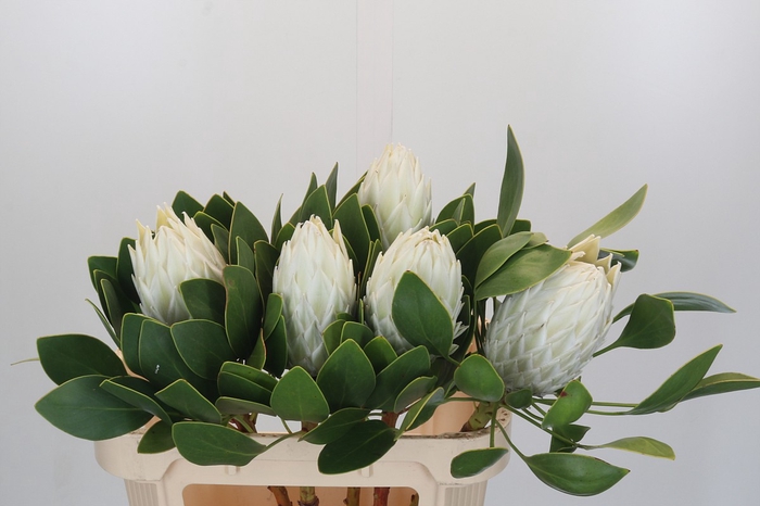 <h4>Protea Cyn. Ayoba Arctic Ice</h4>