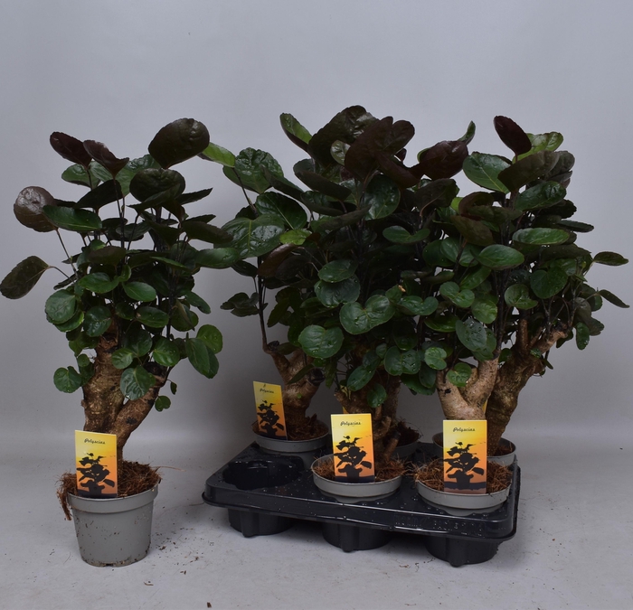 <h4>POLY FABIAN</h4>