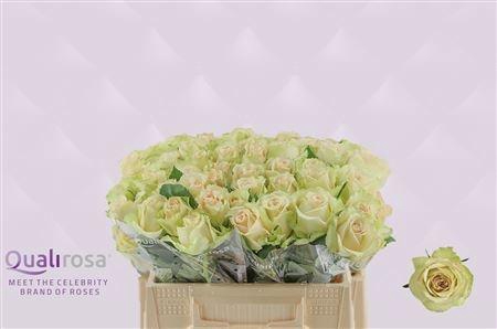 <h4>R GR HYPNOSE@</h4>