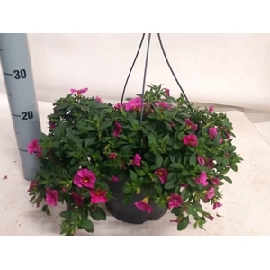 CALIB MIL BEL PINK