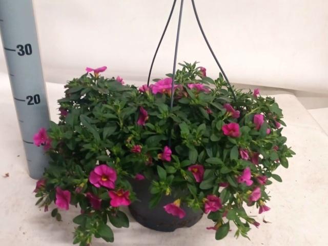 <h4>CALIB MIL BEL PINK</h4>