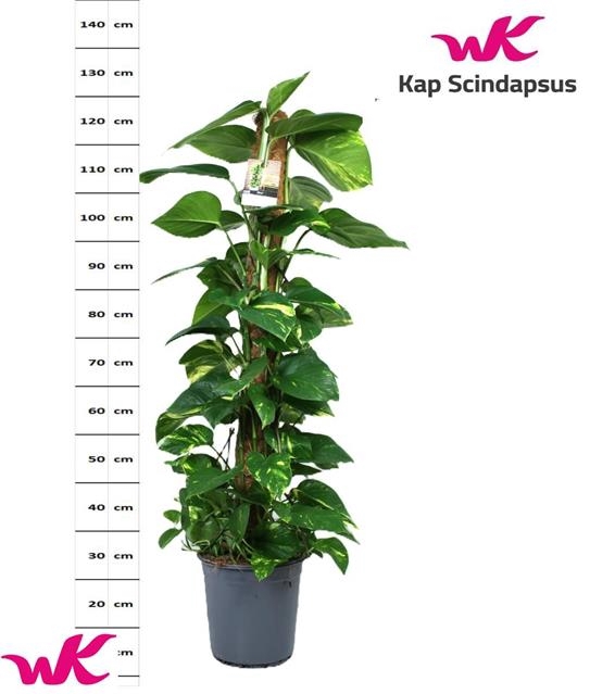 Epipremnum pinnatum mosstok 24Ø 140cm