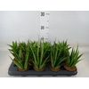 Sansevieria   ...