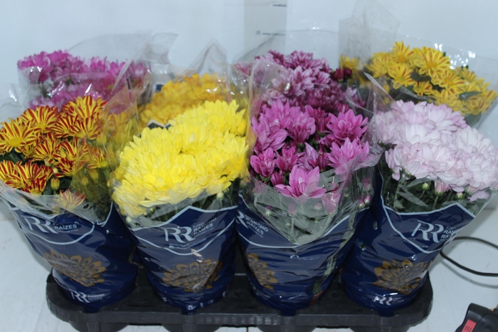 <h4>CRISANTEMO MINI P13</h4>