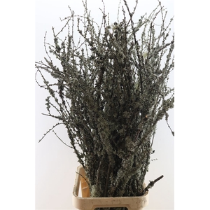 Larix Takken Fresh 130cm P Bunch