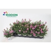** Dian Di Pink Kisses * Spring Deal *
