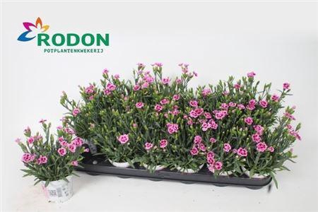 ** Dian Di Pink Kisses * Spring Deal *