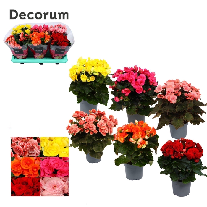 <h4>Begonia mix 13 cm KARPRIJS/VOLLE CC Decorum</h4>
