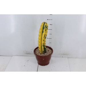 CACTUS CEREUS HILDEMANNIANUS P19