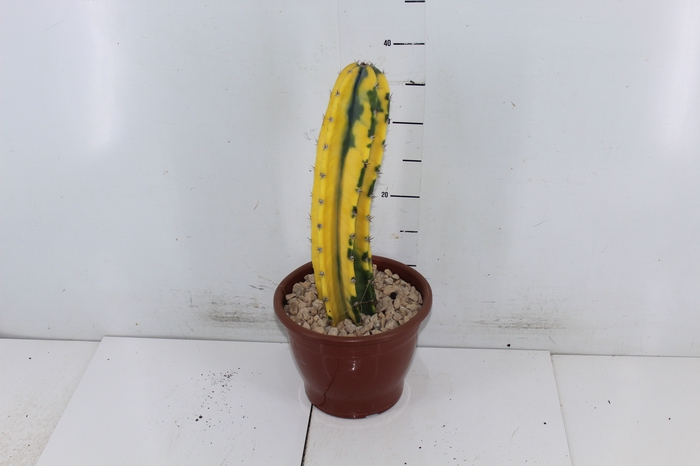 CACTUS CEREUS HILDEMANNIANUS P19