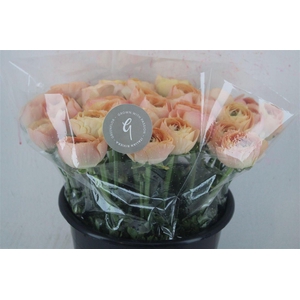 Ran Cloni Sup Champagne