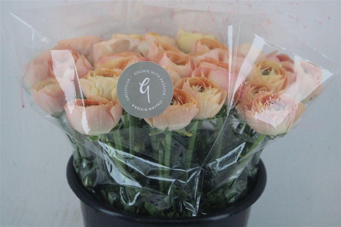 <h4>Ran Cloni Sup Champagne</h4>