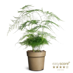 ASPARAGUS PLUMOSUS p11