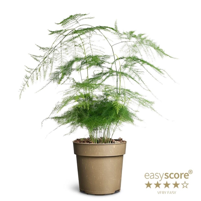 <h4>ASPARAGUS PLUMOSUS p11</h4>