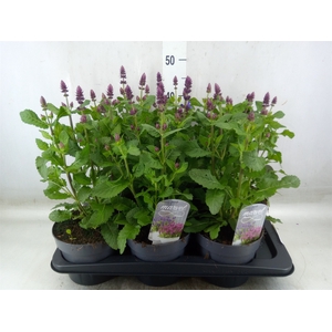 Salvia nemorosa
