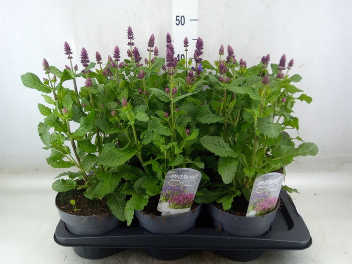 <h4>Salvia nemorosa</h4>