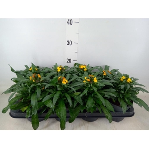 Erysimum  'Fragrant Sunshine'