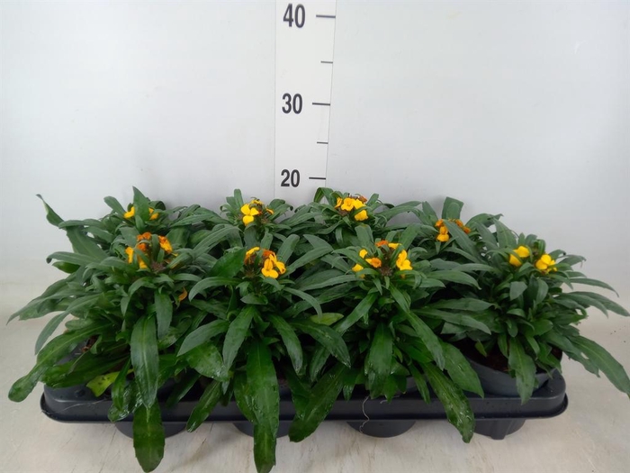 <h4>Erysimum 'Fragrant Sunshine'</h4>