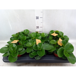 Peperomia obt. 'Green Gold'