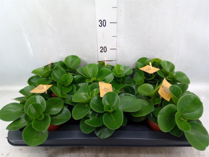 <h4>Peperomia obt. 'Green Gold'</h4>