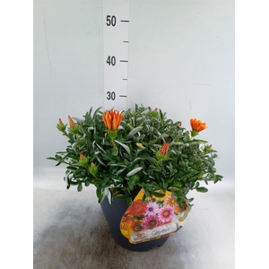 Gazania rig. 'Highland Dark Beauty'