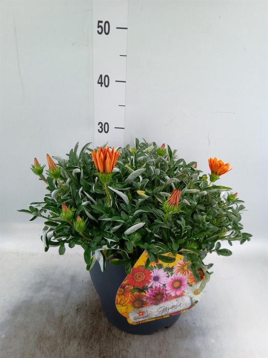 <h4>Gazania rig. 'Highland Dark Beauty'</h4>