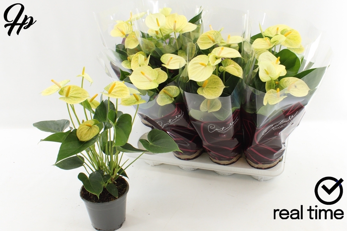 <h4>ANTHU AN VANILLA</h4>