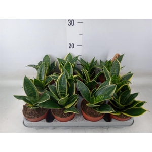 Sansevieria trifa. 'Golden Hahnii'
