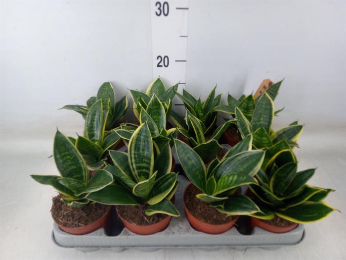 <h4>Sansevieria trifa. 'Golden Hahnii'</h4>