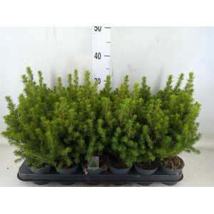 Picea glauca 'Perfecta'