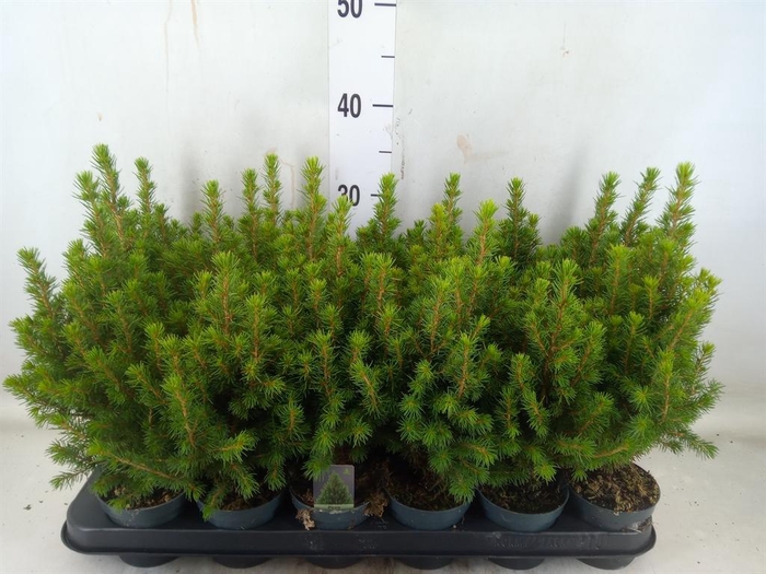 <h4>Picea glauca 'Perfecta'</h4>