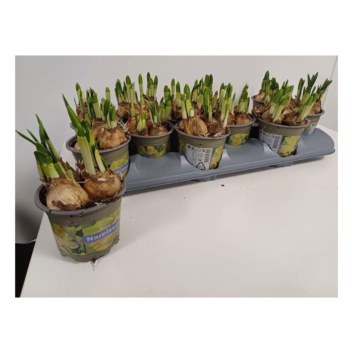 <h4>NARC O TETE A TETE</h4>