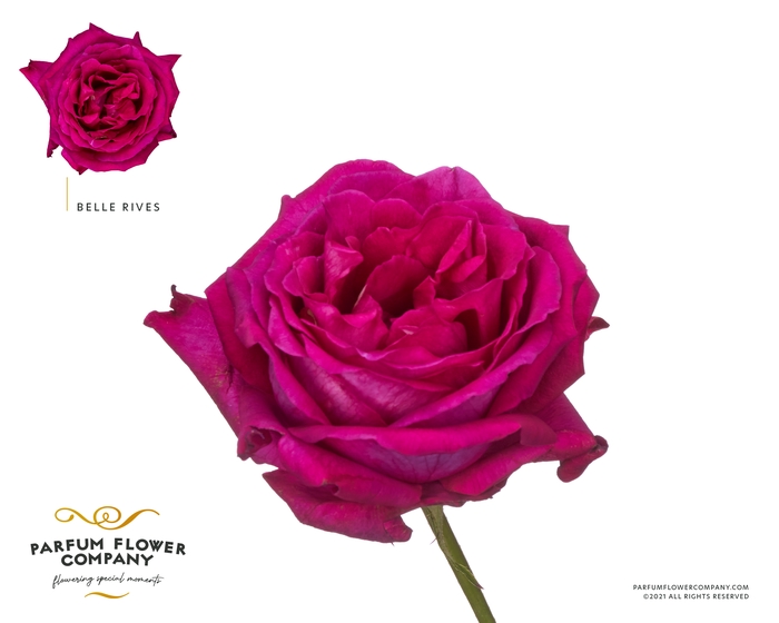 <h4>Rosa Meilland Belles Rives</h4>