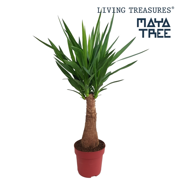 <h4>Yucca "Maya Tree" 40stam P21</h4>