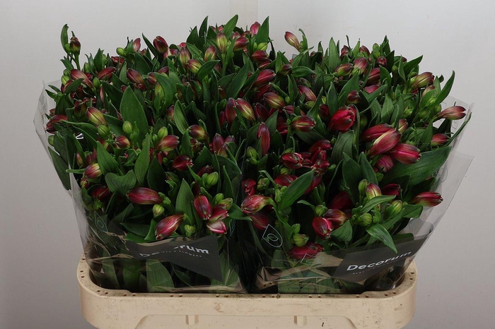 <h4>Alstr Bikini</h4>