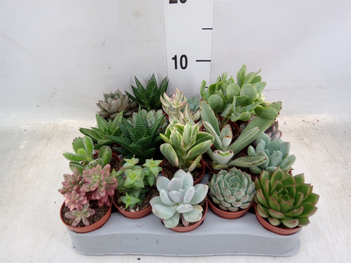 <h4>Succulents   ...</h4>