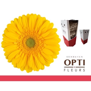 Gerbera Submarine Aquabox