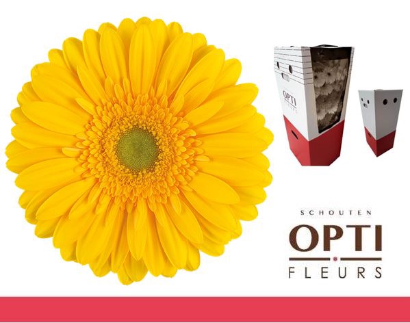 <h4>Gerbera Submarine Aquabox</h4>