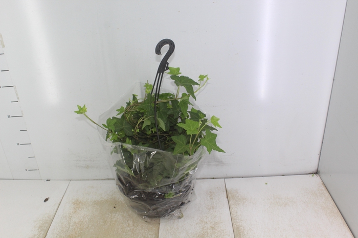 <h4>HEDERA VERDE C21</h4>