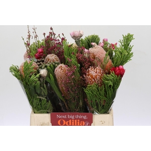 BQ Banksia Burdettii SFB