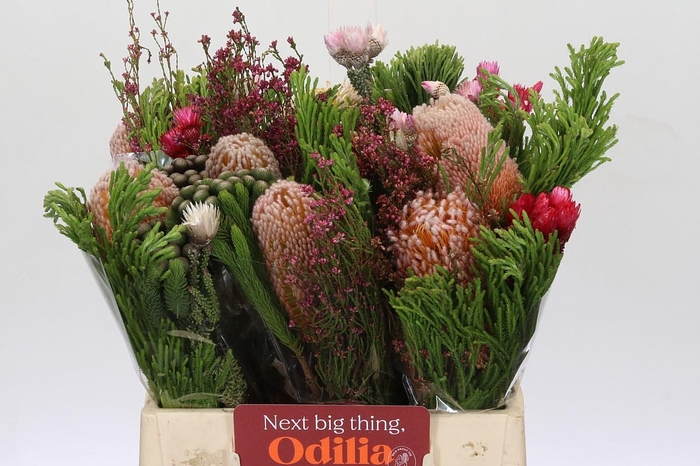 <h4>BQ Banksia Burdettii SFB</h4>