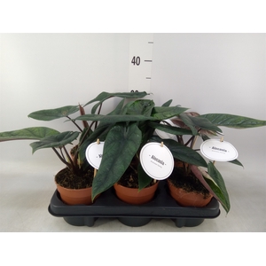 Alocasia   ...