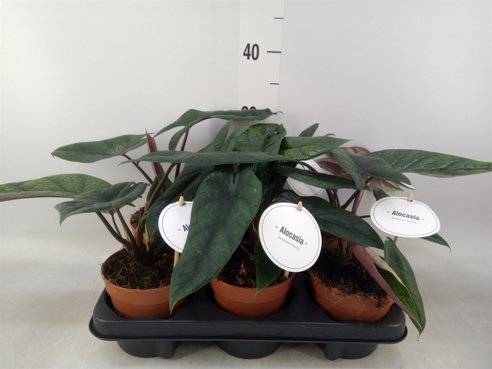 <h4>Alocasia   ...</h4>