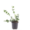 Euonymus fortunei Vegetus