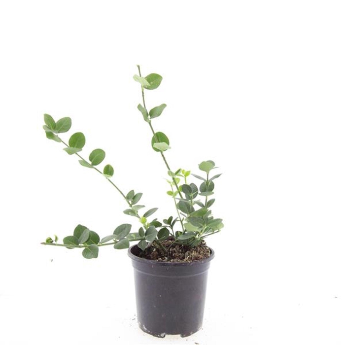 Euonymus fortunei Vegetus