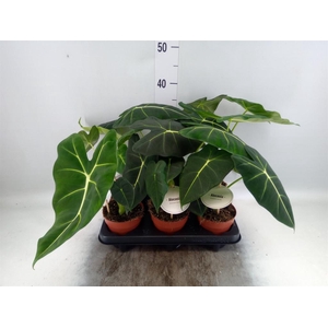 Alocasia   ...