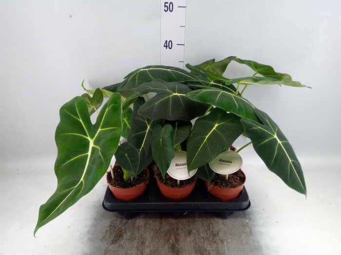 <h4>Alocasia   ...</h4>